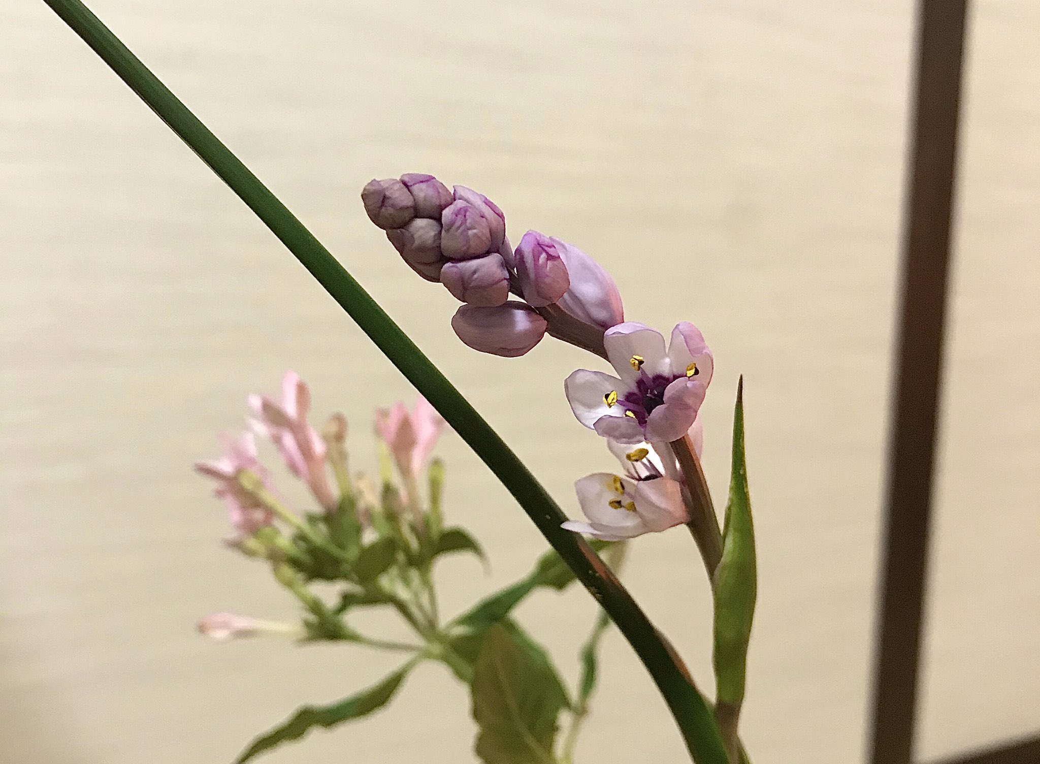Monyuk 今日のお花はクリスタルリリー スラッとした姿でスタイリッシュ 真ん中の黄色との色合いがカッコいい クリスタルリリーが見つからなくて ユリの花言葉を 花言葉は 純粋 愛らしさ 威厳 威厳かぁ かっこいいなぁ T Co