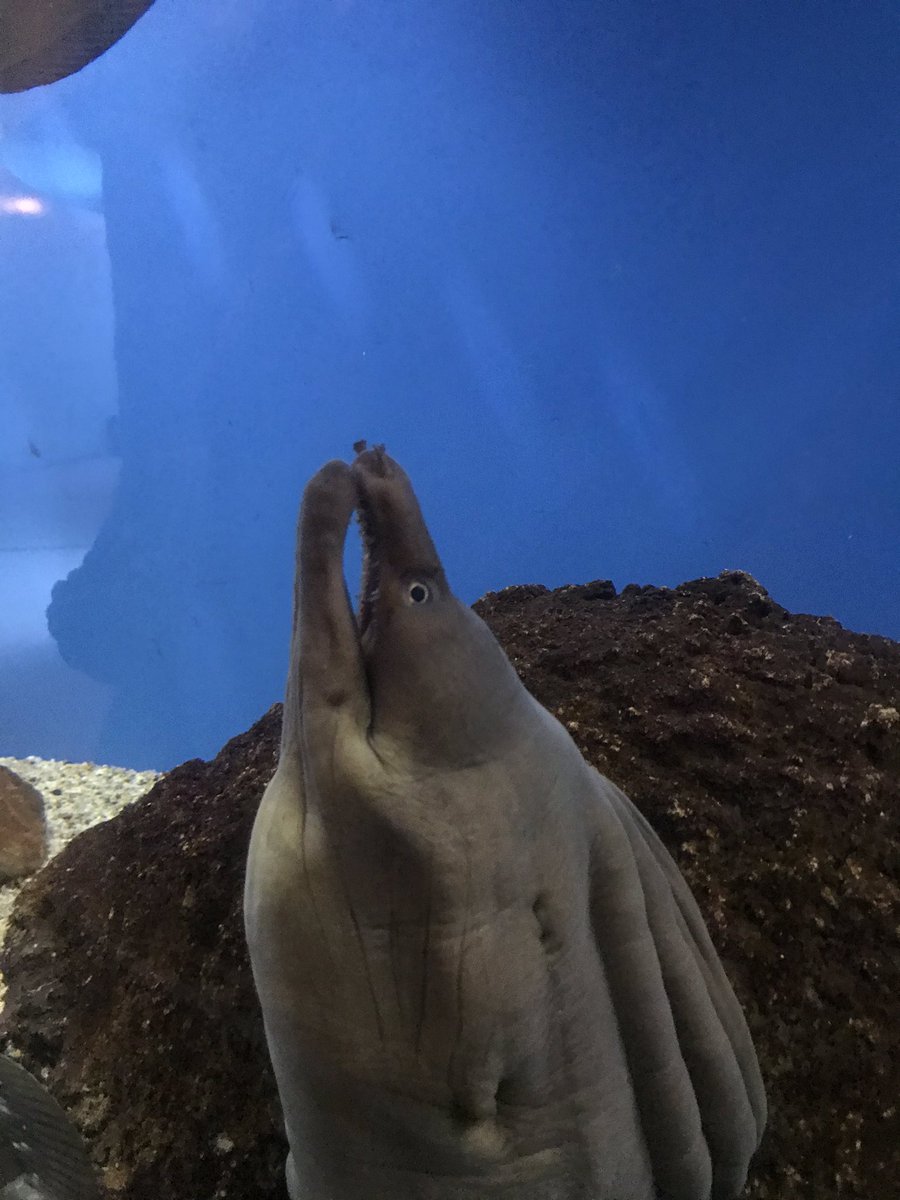 きだこ 今回の関西ウツボ旅行で巡った水族館 略称 須磨 渋川マリン 新屋島 京大白浜 エビカニ 串本 くじら博 和歌山自然史博 8館全てがウツボ水槽を魅せてくる ウツボ好きにとってはたまんねえな 首都圏には1館もない きだこ 今回の関西ウツボ旅行で巡った水族館 略称 須磨 渋川マリン 新屋島 京大白浜 エビカニ 串本 くじら博 和歌山自然史博 8館全てがウツボ水槽を魅せてくる ウツボ好きにとってはたまんねえな 首都圏には1館もない