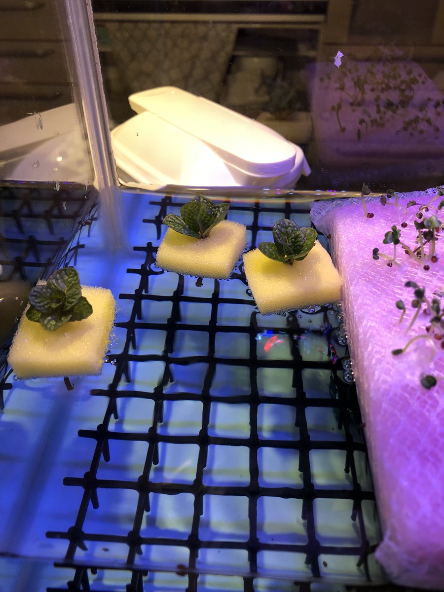 Nao 食器用スポンジで発芽させたら 取れんくなったw まぁ このまま育ててみるか 何事も実験 ついでにミントも浮かべてみた 水耕栽培