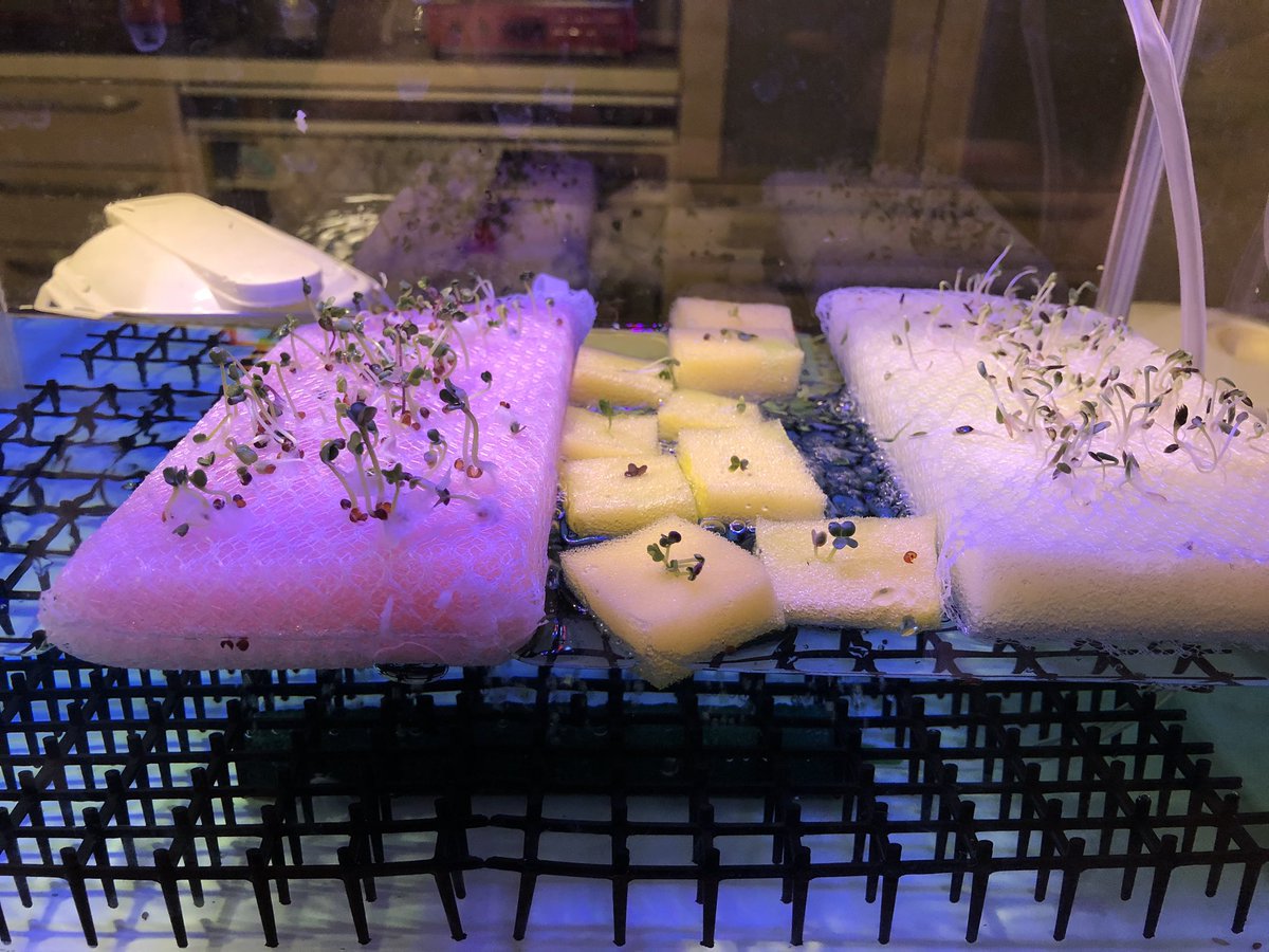 Nao 食器用スポンジで発芽させたら 取れんくなったw まぁ このまま育ててみるか 何事も実験 ついでにミントも浮かべてみた 水耕栽培