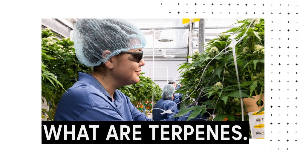 TheSupremeFIRE's tweet photo. While terpenes are associated almost exclusively with cannabis, they are actually produced by a wide variety of plants in nature. Learn all about terps at the Session Garden: https://t.co/31ryKrJfYj
#FollowTheFire $FIRE $SPRWF #SessionGarden #Cannabis #Terpenes https://t.co/Q1E0k2hq6Y