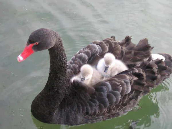 これぞ母の鏡!!!! 天敵から我が子を守るお母さん鳥たちの包容力が半端ない！
