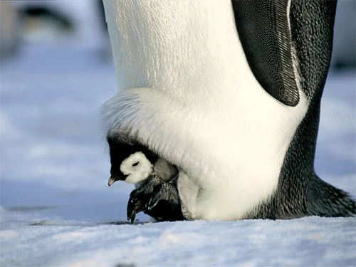 これぞ母の鏡!!!! 天敵から我が子を守るお母さん鳥たちの包容力が半端ない！