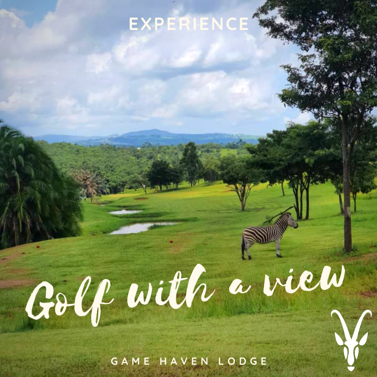 GameHavenLodge's tweet photo. Not only do you get to play golf with view but you get to see wildlife too!
#gamehavenlodge #magicMalawi #Malawi #golf #golfwithaview #golfcourse #golfing #wildlife #zebra https://t.co/ywGH3qRcru