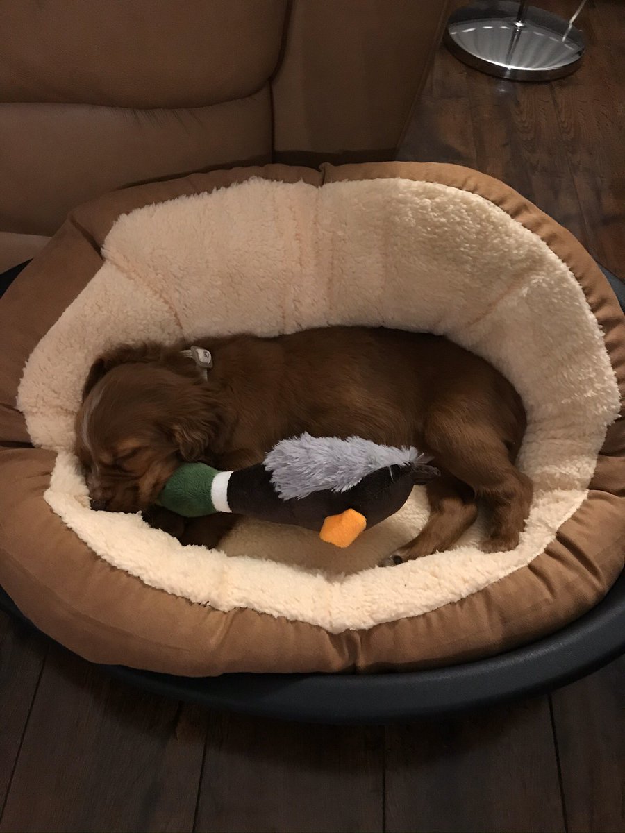 Cocker Spaniel Pics tweet media