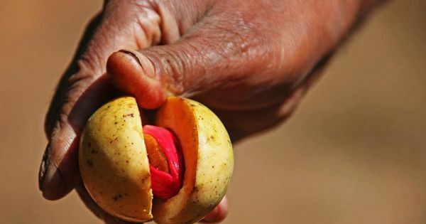nowgrenada's tweet photo. “With recent technical and commercial developments, nutmeg has never been more ideally poised for global growth in market share.” https://t.co/nrOPhoNizm https://t.co/l5cFB7Tu1c