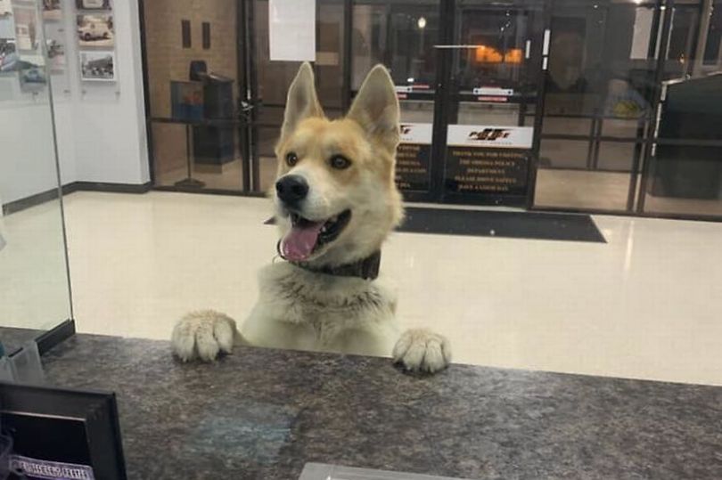 Dog gets himself lost - but then reports himself missing at local police station
mirror.co.uk/news/us-news/d…