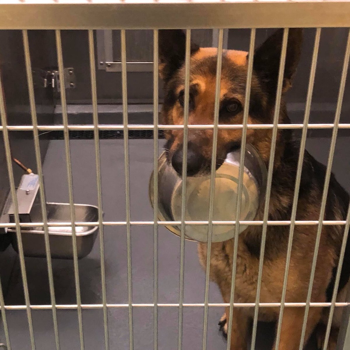 AdoptMas's tweet photo. Joe #A321748 has been here since February 17 after being found near Central &amp; Lamar. No owner has come for him!

Meet Joe at MAS at 2350 Appling city Cove during our adoption hours which are from 12-4pm daily plus until 7pm Tues/Thurs. https://t.co/mfITA8TtvU