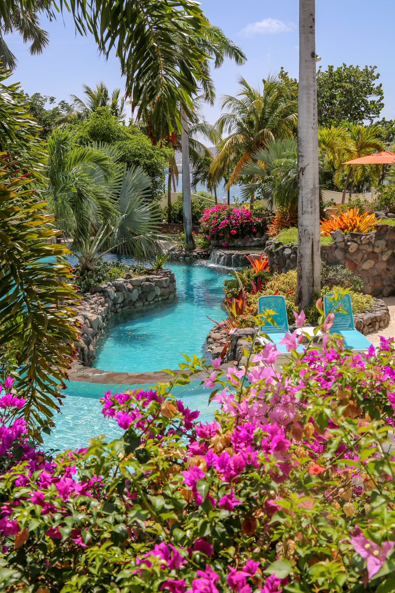 When the groundhog says you’ve got a few more weeks of winter, spring ahead to St Kitts where everything’s in bloom at OTI (and around the island) 🌺🌼🌴☀️🌸
#flowers  #SpringIsComing #StKitts #travel