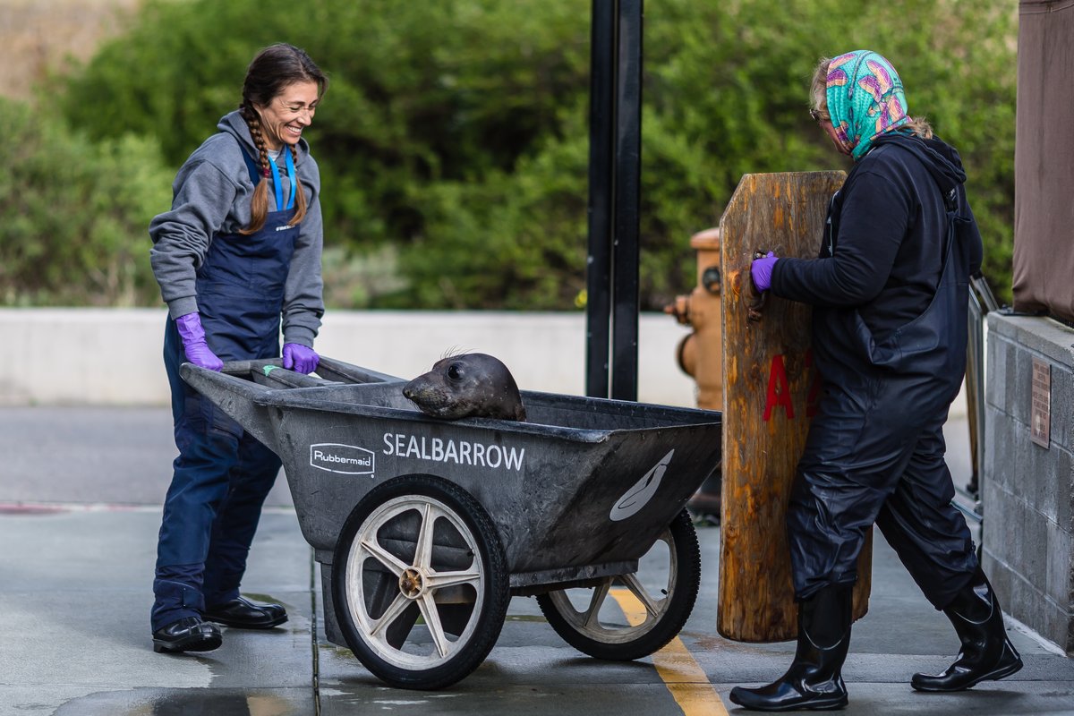 ⚠️ Beep Beep! Seal-barrow coming through!⚠️ We use these to transport our elephant seal patients to weigh-ins and check-ups 🩺 Healthy #elephantseal pups weigh 300 pounds at just one month old 😯 Weight is an important gauge of a patient's progress 💪