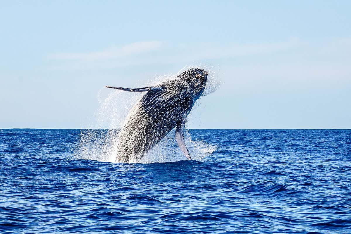 newscientist's tweet photo. Solar storms may interfere with the ability of whales to navigate https://t.co/xpANYS2KCb https://t.co/VqWB1hmiM2