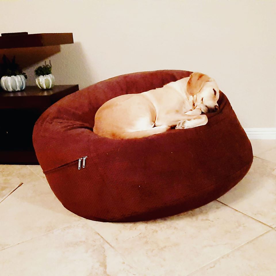 Sweet Rider taking a nap on the <a href="/CordaRoys/">cordaroys</a> ! It was actually ours and now he claimed it. I am happy if my dog is happy #lazydogdays #lazymonday #sleepingdog #beanbag 
Follow link for full review: 
altcouch.com/cordaroys-conv…