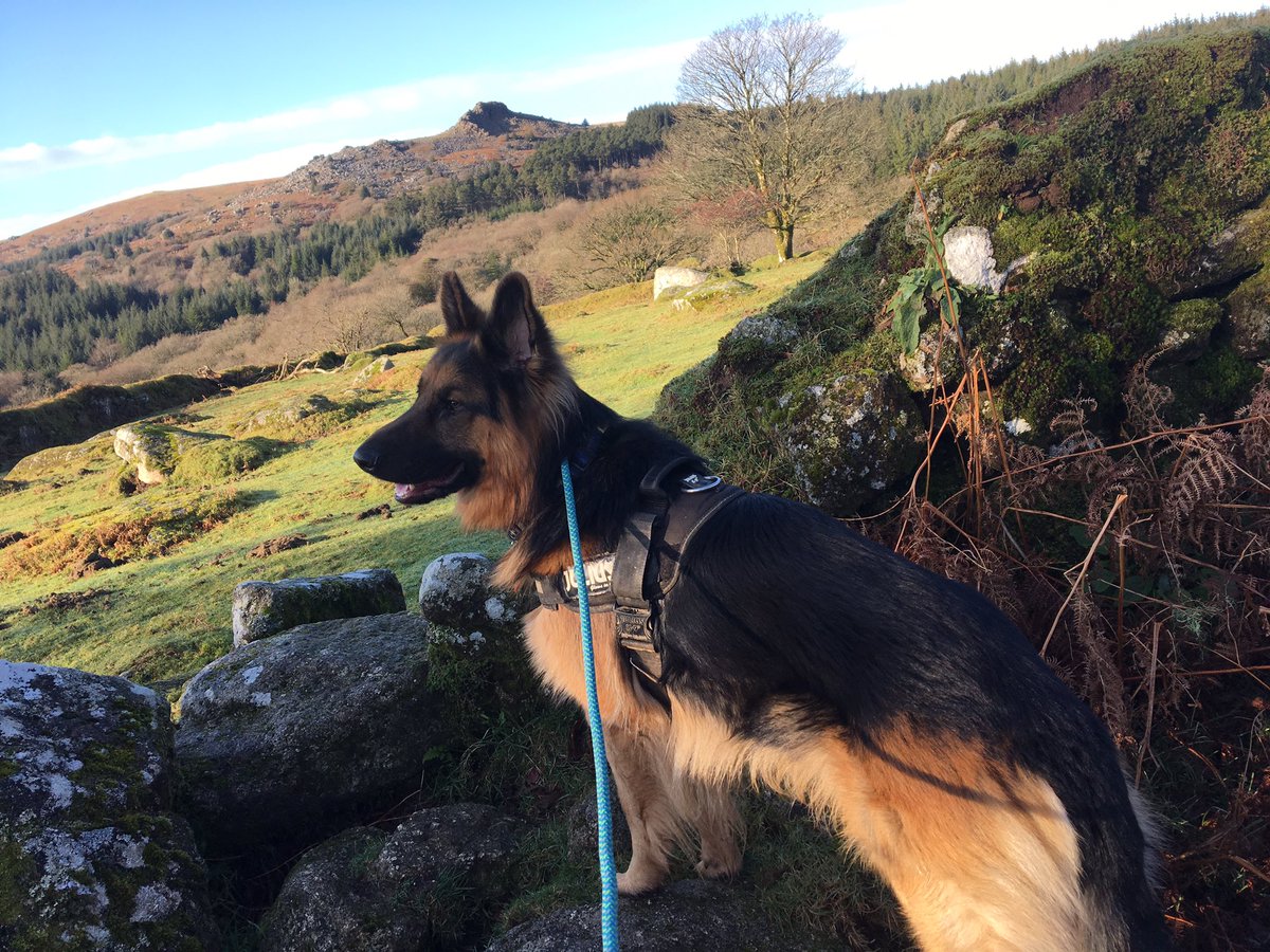 We love our adventures around Burrator Reservoir 🐶#burratorreservoir #dartmoor #dogwalker