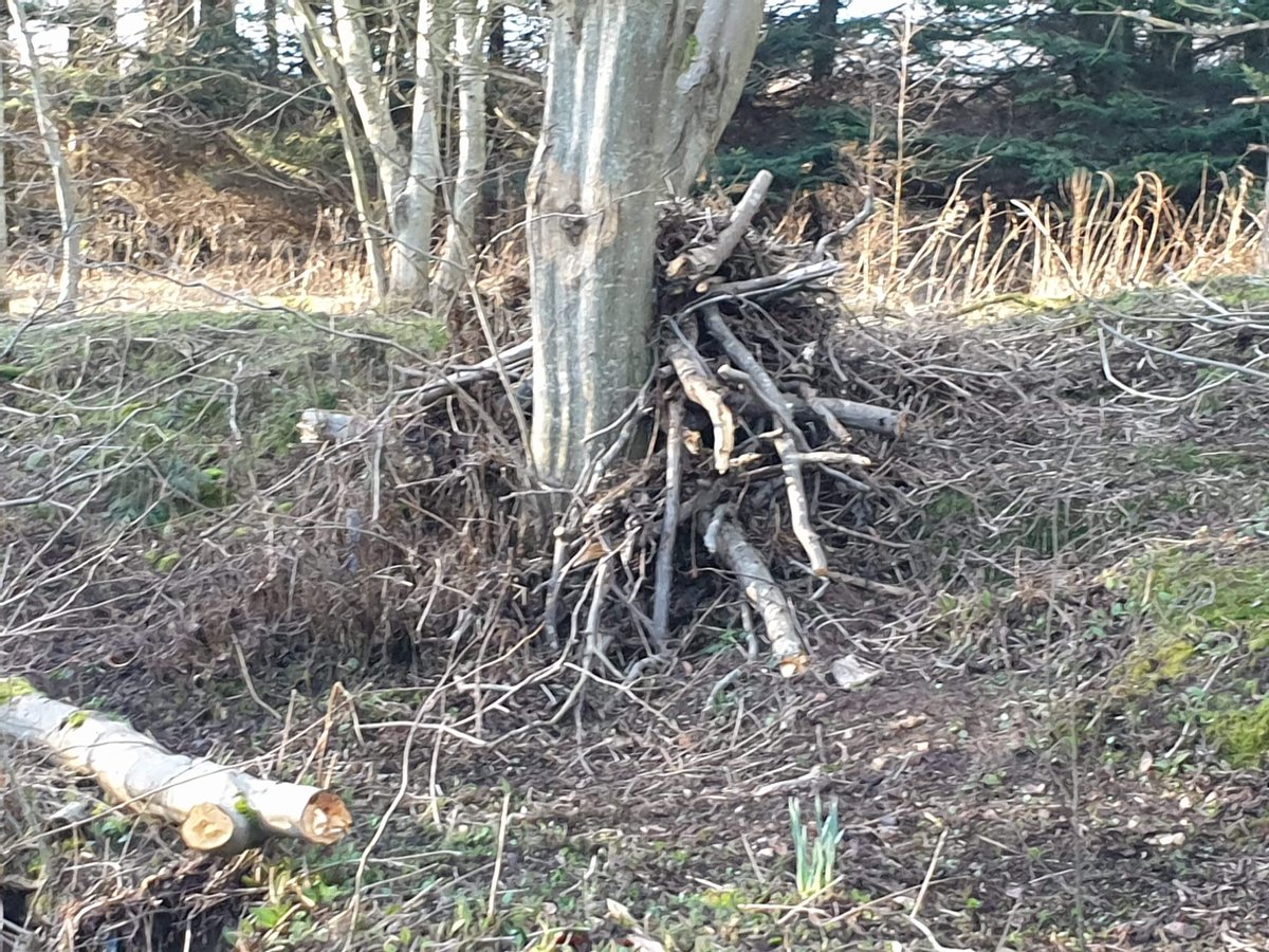 StVConservation's tweet image. Spent a stormy day unblocking a stretch of the Hercules burn in Arbroath– lots of full poo bags and litter taken out too. We used all the blockages to build wildlife habitat 🐛🦋🐌🐚🐟🐸