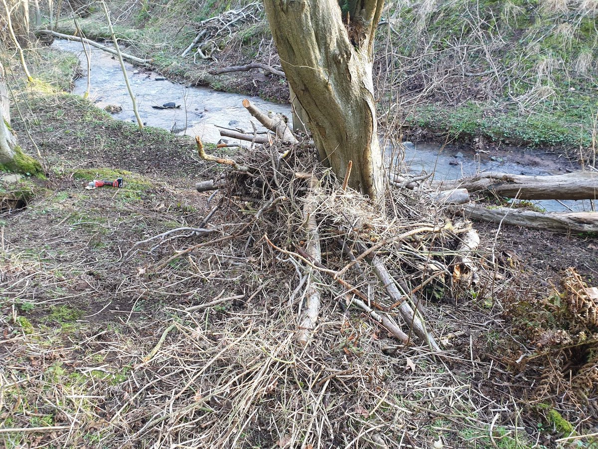 StVConservation's tweet image. Spent a stormy day unblocking a stretch of the Hercules burn in Arbroath– lots of full poo bags and litter taken out too. We used all the blockages to build wildlife habitat 🐛🦋🐌🐚🐟🐸