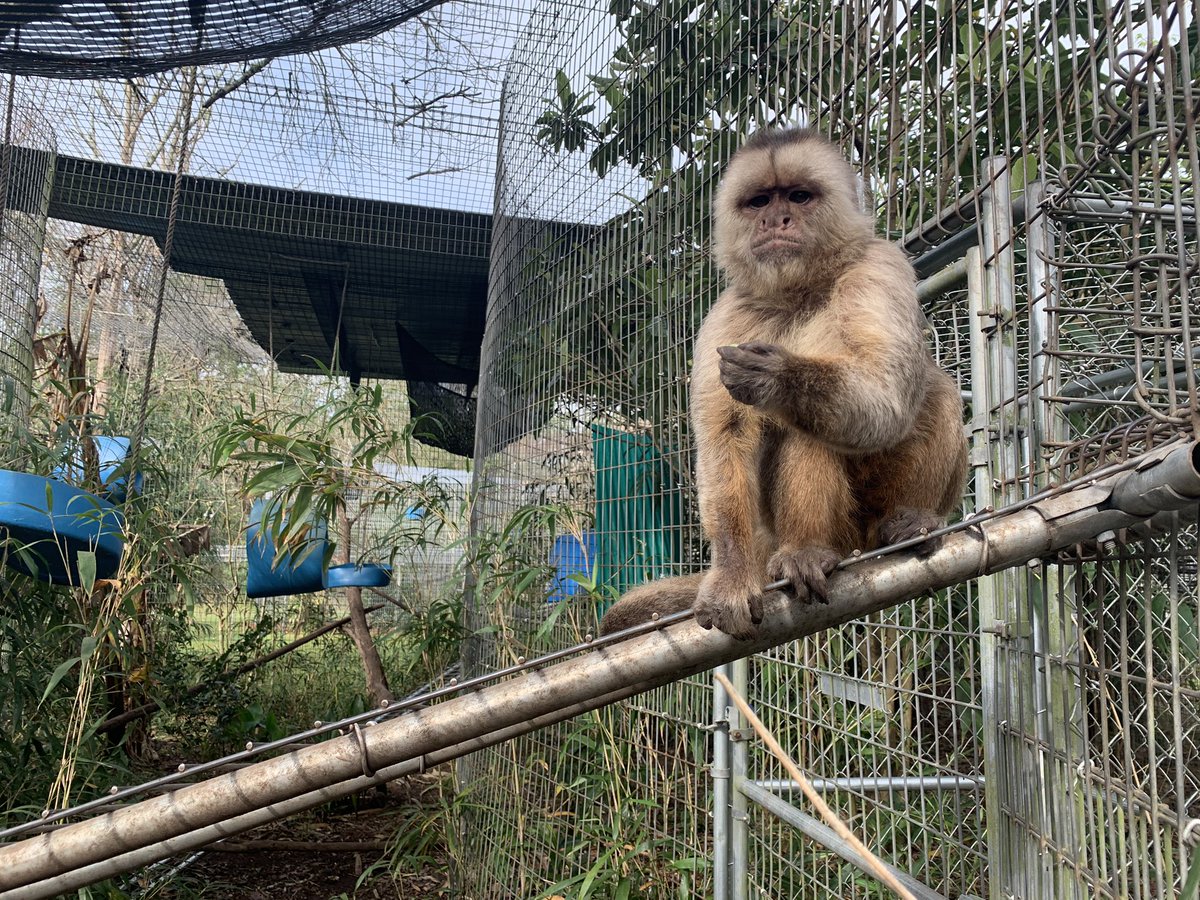 JungleFriends's tweet photo. How Louie feels about Monday 😡 

#louie #capuchin #weepercapuchin #wildanimal #notapet #junglefriends #primate #sanctuary #nonprofit #vegan #ahimsa #donate #helpmonkeys #monday #weekendover https://t.co/u1jvRfPEmv