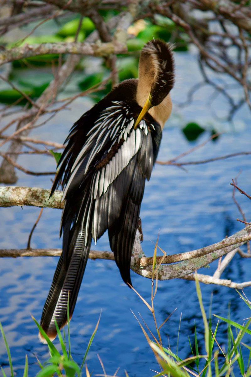 1. Anhinga - despite being water birds, they don't secrete oil to waterproof their feathers and as such spend a lot of time sunning in order to dry themselves out -- or potentially just to get that  shot for their insta game