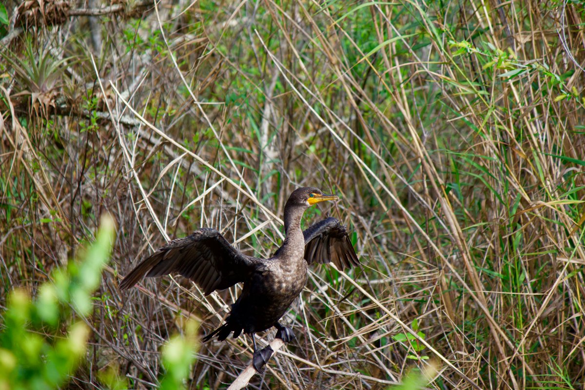 2. Double-crested cormorant - they get confused with anhinga a lot due to their similar appearance + behavior, as cormorants also have unoiled feathers and sun-dry accordingly. i always tell them apart by the cormorant's hooked beak.