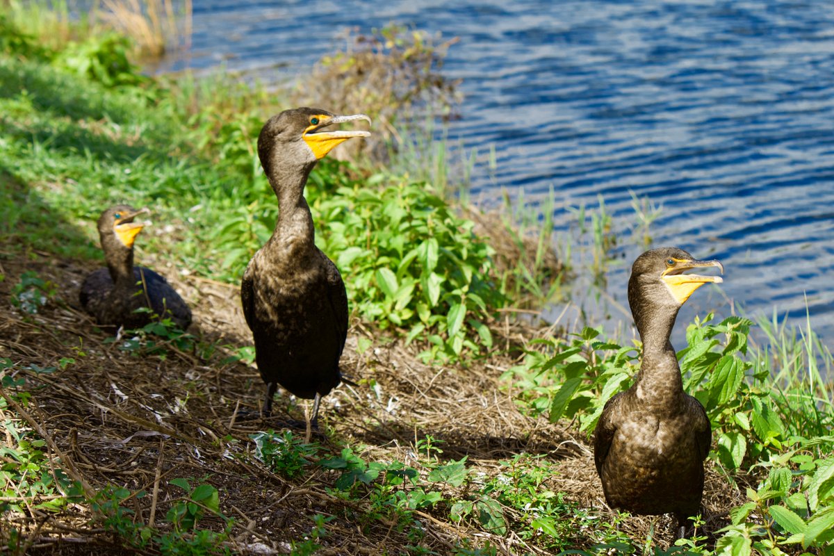 2. Double-crested cormorant - they get confused with anhinga a lot due to their similar appearance + behavior, as cormorants also have unoiled feathers and sun-dry accordingly. i always tell them apart by the cormorant's hooked beak.