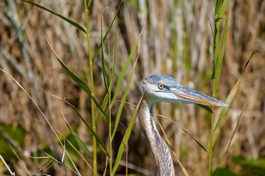 3. Great blue heron - the largest heron in north america. herons that live in more seasonal climates are migratory, but the ones in florida stay here year-round.