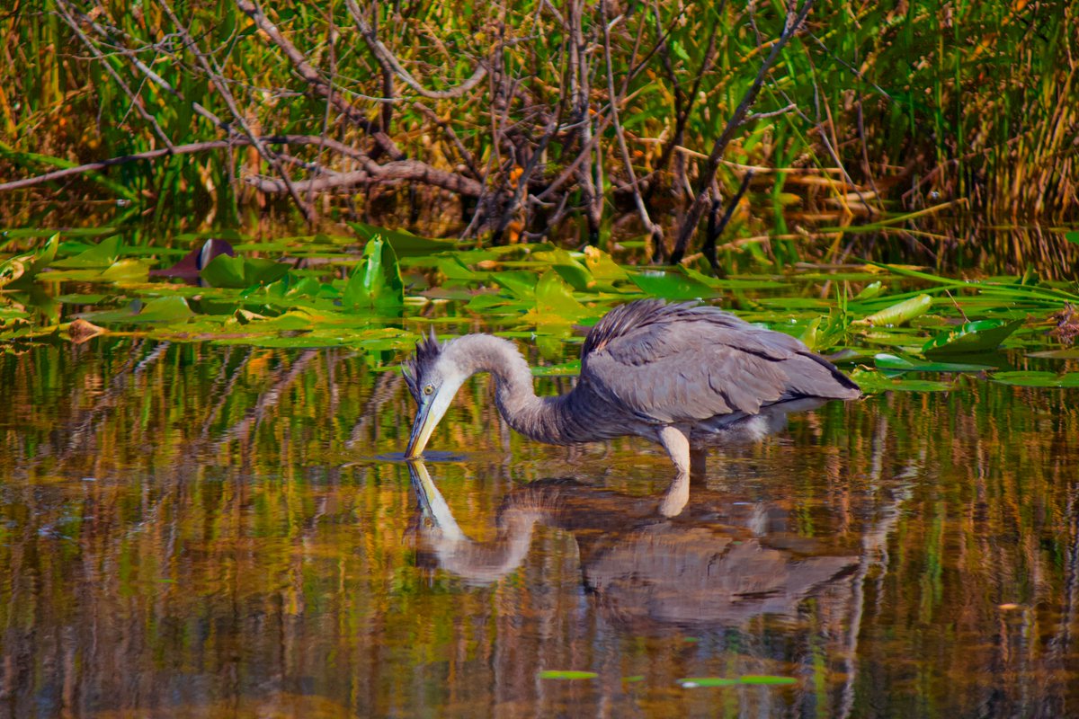 3. Great blue heron - the largest heron in north america. herons that live in more seasonal climates are migratory, but the ones in florida stay here year-round.