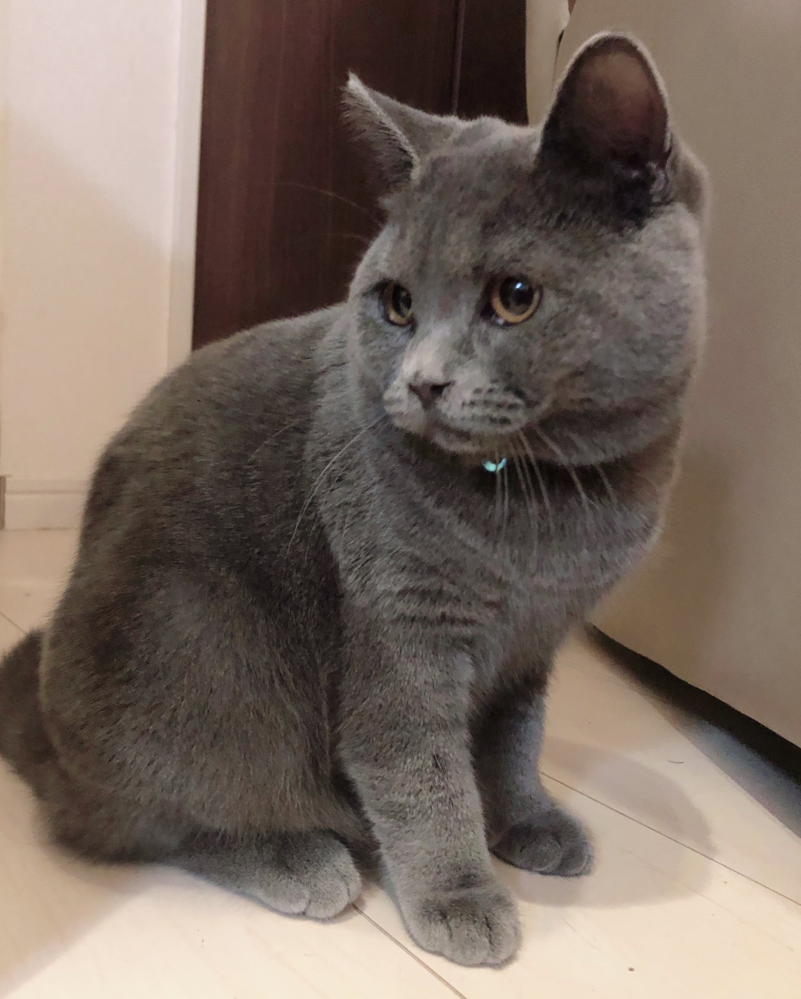 青鬼 ﾌﾞﾘﾄｰﾆｬ ｵﾆﾃｬﾝ ｃb ろくぶる ゆるふわギャング 圧倒的癒し ぬこぬこネットワーク T Co Rz3zocjv6d Twitter