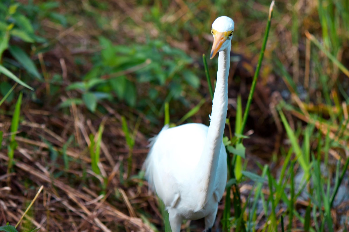 4. Great egret - the great egret can also be migratory, and in the past decades breeding pairs have flown to/set up for the first time in the UK and in Finland. they are the logo of the  @audubonsociety, a great conservation org everyone should check out