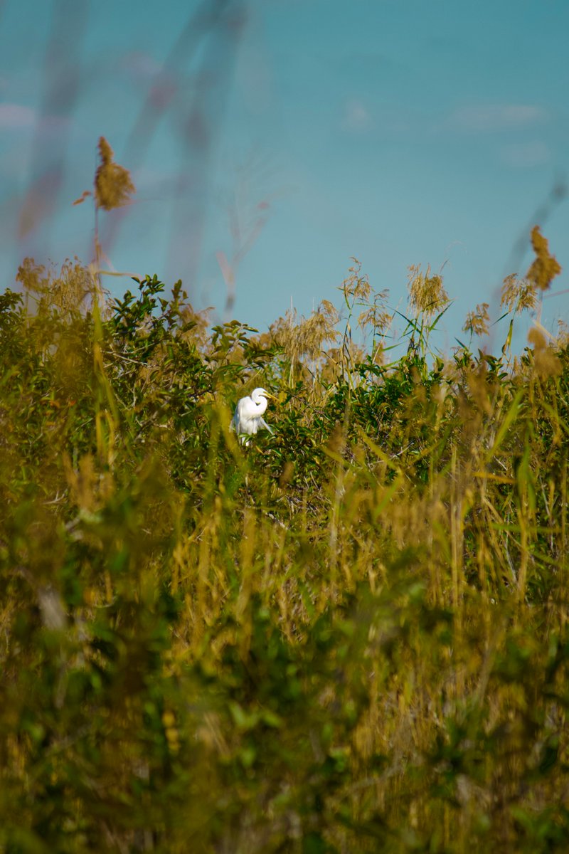 4. Great egret - the great egret can also be migratory, and in the past decades breeding pairs have flown to/set up for the first time in the UK and in Finland. they are the logo of the  @audubonsociety, a great conservation org everyone should check out