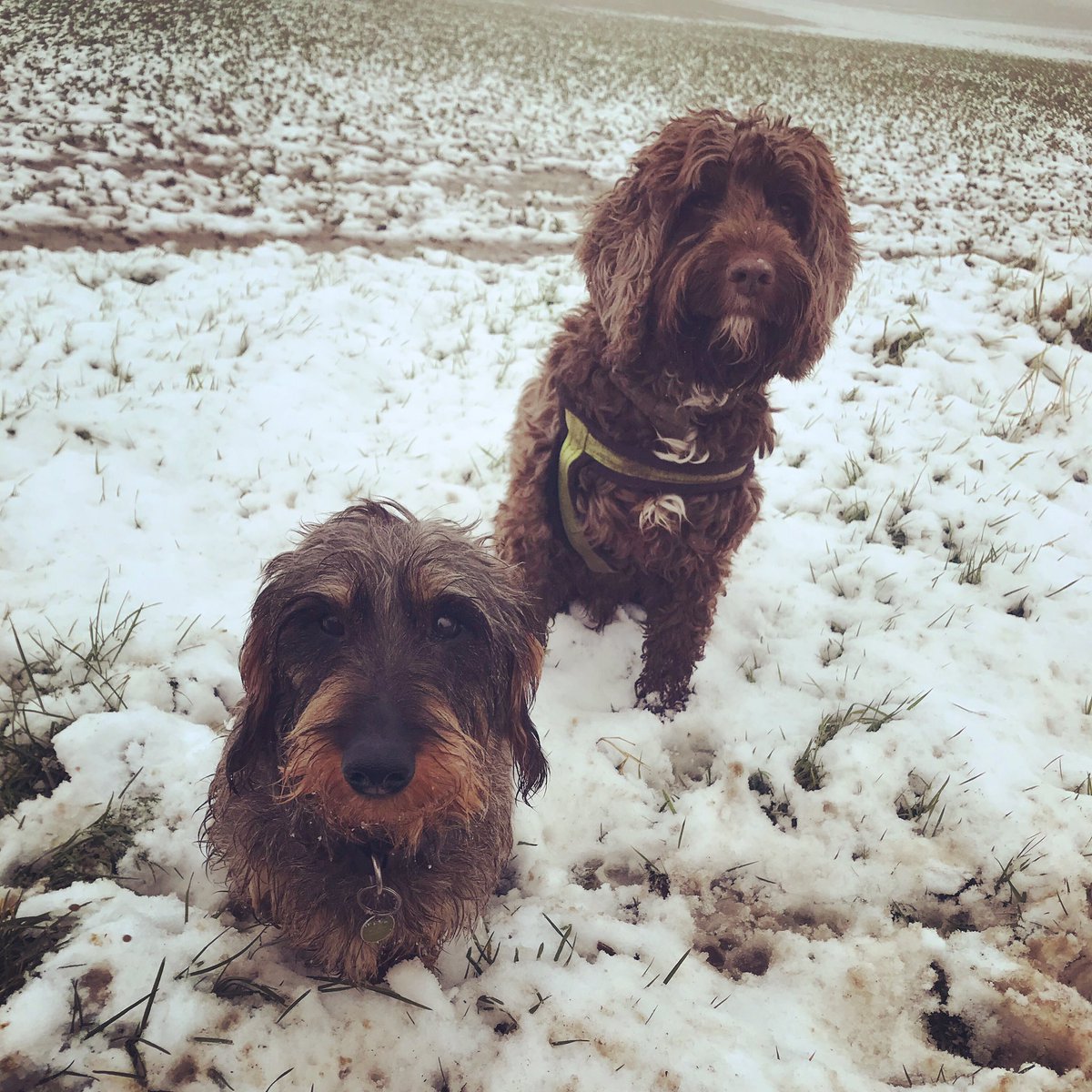 teamFMDW's tweet photo. Slush Puppies #wetdogs #monday #dogwalk #knaresborough https://t.co/IJOAhuYgDj
