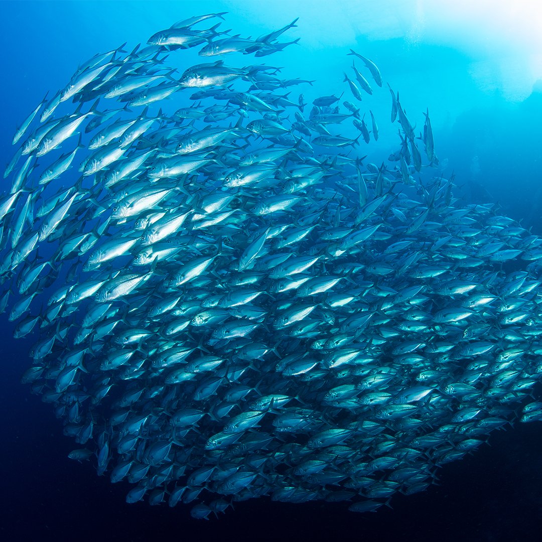 OceanaCAN's tweet image. Today is the launch of Holt&apos;s #HProject #UncrateOceans, a project to raise awareness of ocean conservation and raise funds for Oceana Canada’s work. A huge thank you to @HoltRenfrew for helping us ensure future generations can inherit healthy oceans full of life.