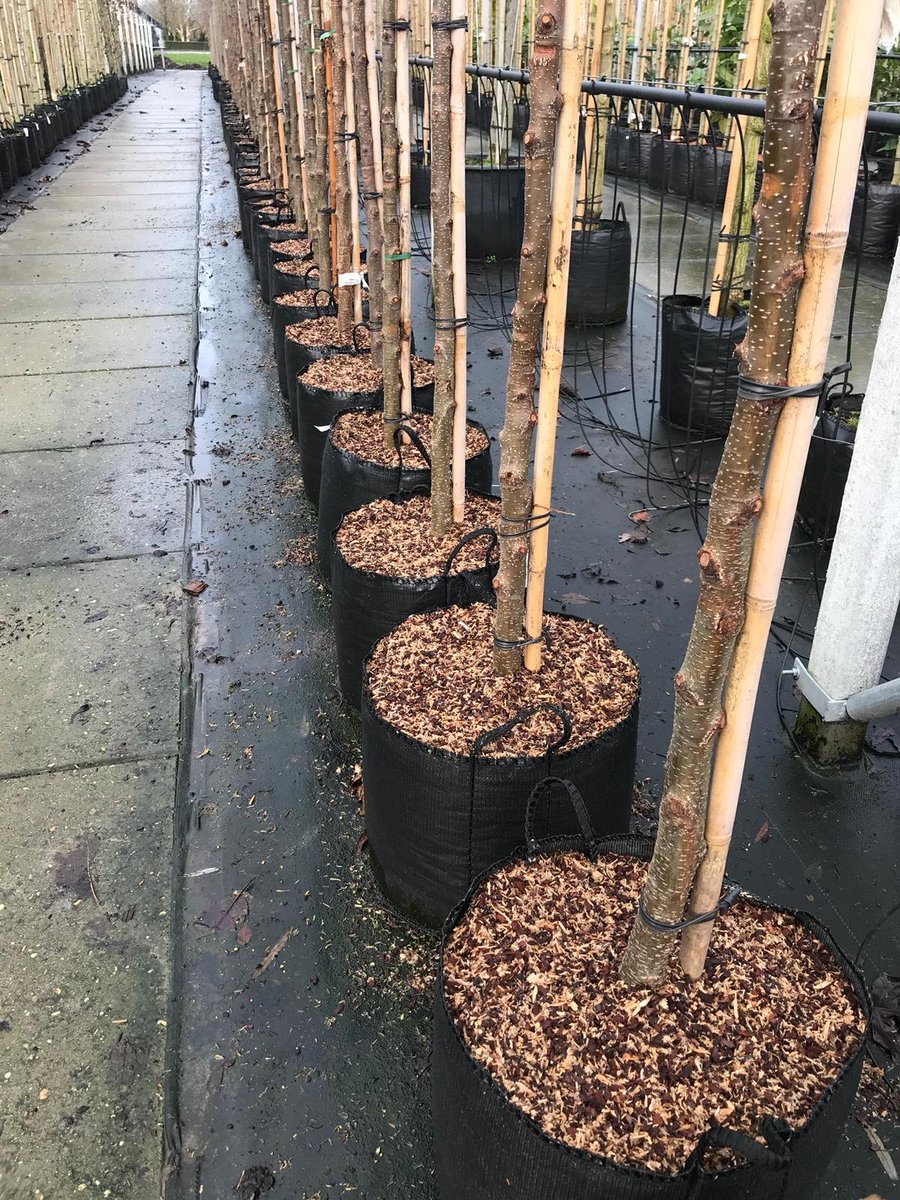 LensliS's tweet photo. Bij Boomkwekerij Van IJmeren is de Herbaedeck HBR goed blijven liggen tijdens alle stormen. Zelfs bij windkracht 8 biedt HBR voldoende binding in de buitenteelt. Meer info: https://t.co/PJsIqG0svk
#afdekmateriaal #tegenonkruidenmos #circulairegrondstoffen #HAVEFUNGROWING https://t.co/0Xc9e0cztG