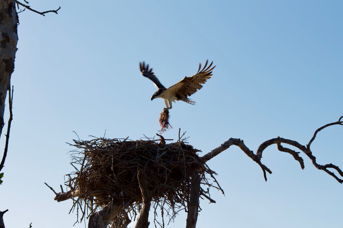 5. Osprey. first thing's first i am a freak when it comes to raptors, i love them an inordinate amount and i blame my childhood animorphs obsession. anyway osprey mate for life and raise their young together for ~half a year. i included some nest-building shots