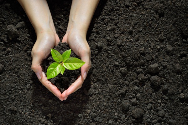 4 Low-Maintenance Trees To Grow For New Gardeners feedproxy.google.com/~r/KnockOffDec…