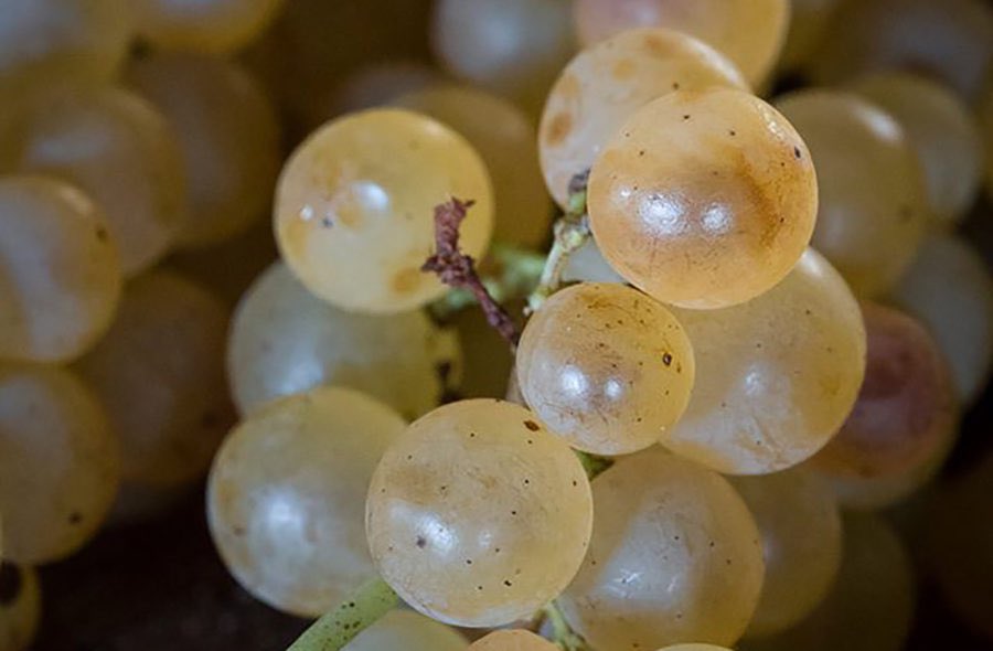 Una bella notiziola fresca e minerale!
Da pochi giorni la Cantina Gravner fa parte dell’APRO, la prestigiosa associazione dei produttori di Ribolla di Oslavia.

ditestaedigola.com/ribolla-di-osl…