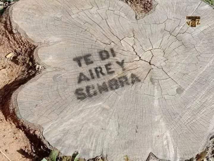dp_asoc's tweet photo. Diumenge 1 de març; darrera Reforestació x Plantar 🌳🌱 x lluitar vs canvi climàtic. La teua #EmprentArboria x compensar la #EmprentaCO2
Eixida: 10:00 Tornada:14:00
Lloc eixida: AMICS DE PALANQUES
Dubtes, inscripcións  686702404 https://t.co/f5Skcz3aTF