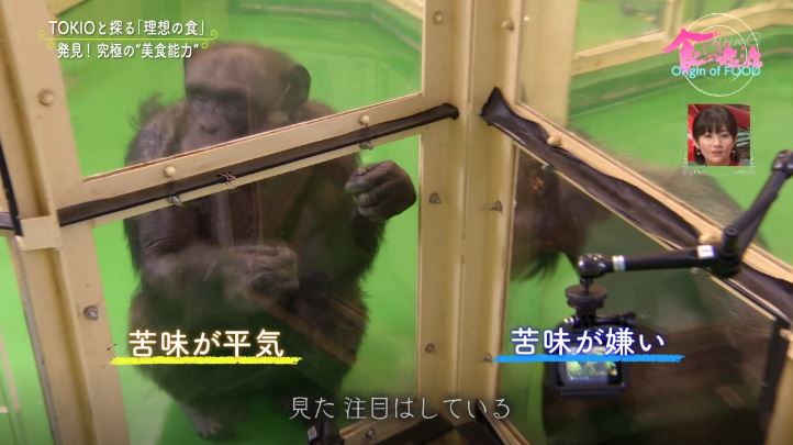 ラーメンハゲの名言 あいつら情報を食ってるんだ が科学的に証明 類人猿が獲得した共感能力 説に納得する人たち Togetter