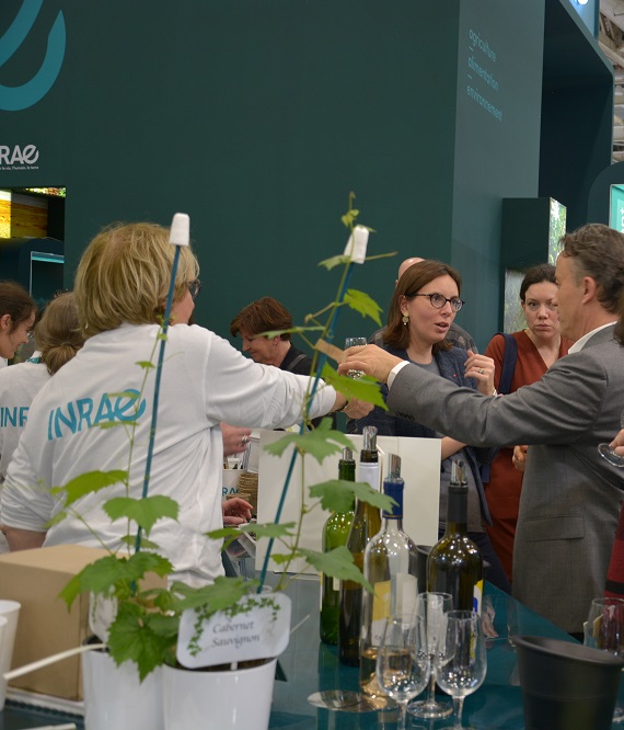 INRAE_Colmar's tweet photo. |#INRAESIA2020] @PhMauguin fait découvrir à Amélie de Montchalin, Secrétaire d'État auprès du ministre de l’Europe et des Affaires étrangères @francediplo, les #vins issus des vignes résistantes #ResDur 
➡https://t.co/kQIDnHH3sm https://t.co/7gT4uyeGp0