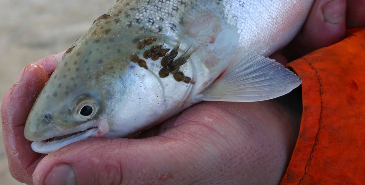 Tomorrow we have 2 great #WallaceCoffeeTalks at 1pm in the #ZoologyMuseum @swanscience @karolgrvet - developing a #welfare index for #lumpfish and #AlexPurdie - growing #sealice in the #lab for #aquaculture @csar_ace @PGRSwansea @SwanBioMRes @MarineSwansea @swansearesearch