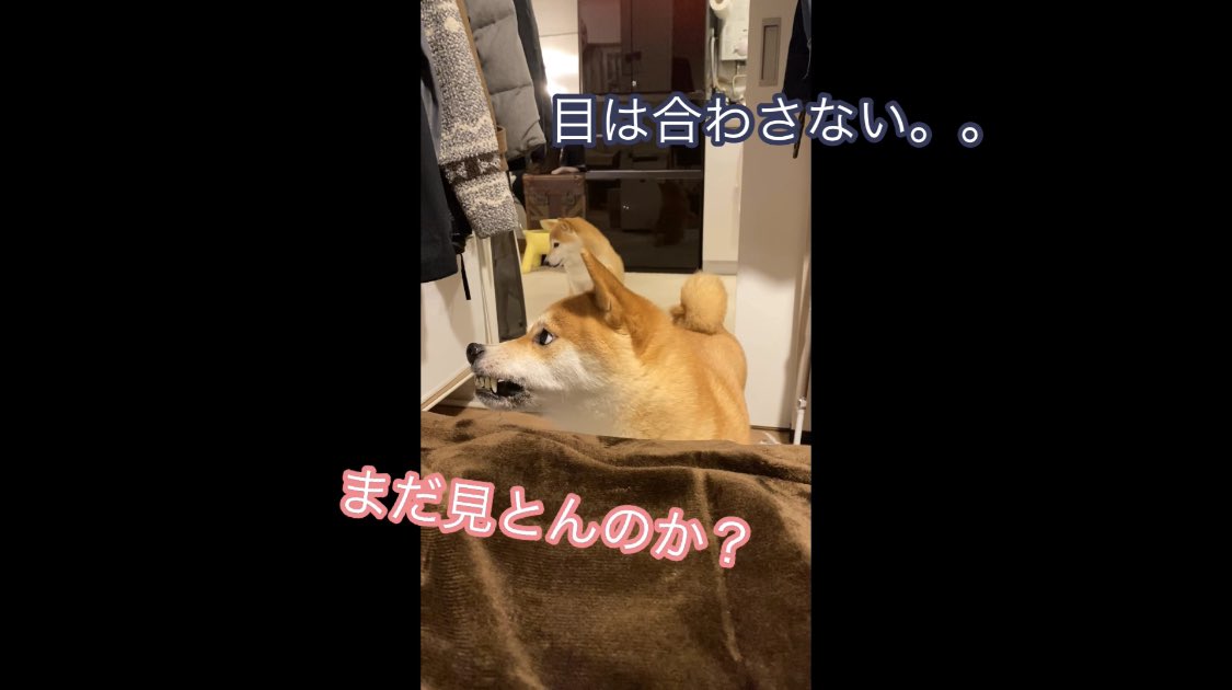 Follow 豆コロ S Mame Suke I Latest Tweets Twitter Follow 豆コロ S Mame Suke I Latest Tweets Twitter