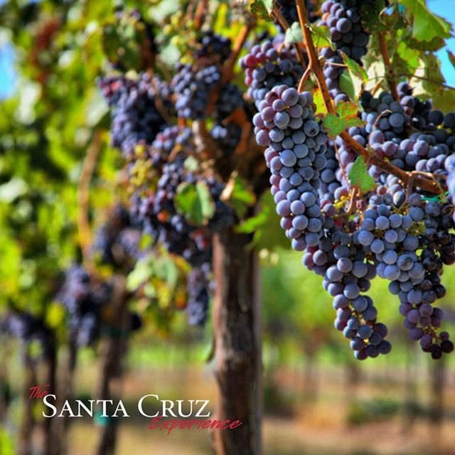 SC_Experience's tweet photo. Why in the world did Miles say "I'm not drinking any %#$@ Merlot!"?⁠⠀
⁠⠀
Merlot, which in French means The Little Blackbird, is the second most popular red grape in America (after Cabernet Sauvignon). Known for being soft, ripe and elegant, most Merl�� https://t.co/k4Wx6u7vBW https://t.co/wdyAF3Pn7S