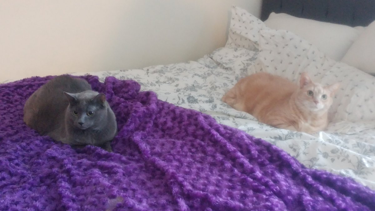 BusyBeeCritSit's tweet photo. Hobbes and Mel spend all day in bed.

#layinginbed #bedcats #bedtimeallthetime #socomfy #sleepingin #cats #catsitting #catsofinsta #catsofinstagram #catsofguelph #guelphpet #guelph #petsitter #busybeecrittersitters https://t.co/uBa0mn3oyA