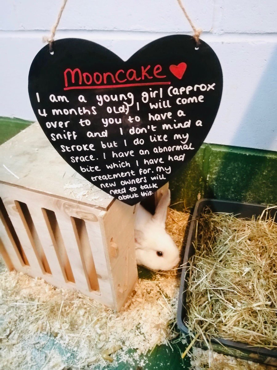 NCLDogCatSheltr's tweet photo. We have another bunny as todayโs pet after Dasher & Dancer went home yesterday ๐๐ผ
Meet Mooncake who is looking for an extra fantastic owner to give her a loving home ๐ฐ๐
Enquiries ๐๐ป 0191 215 0435 โบ๏ธ
#FriendsOverTrends https://t.co/8L0gZeBhvx