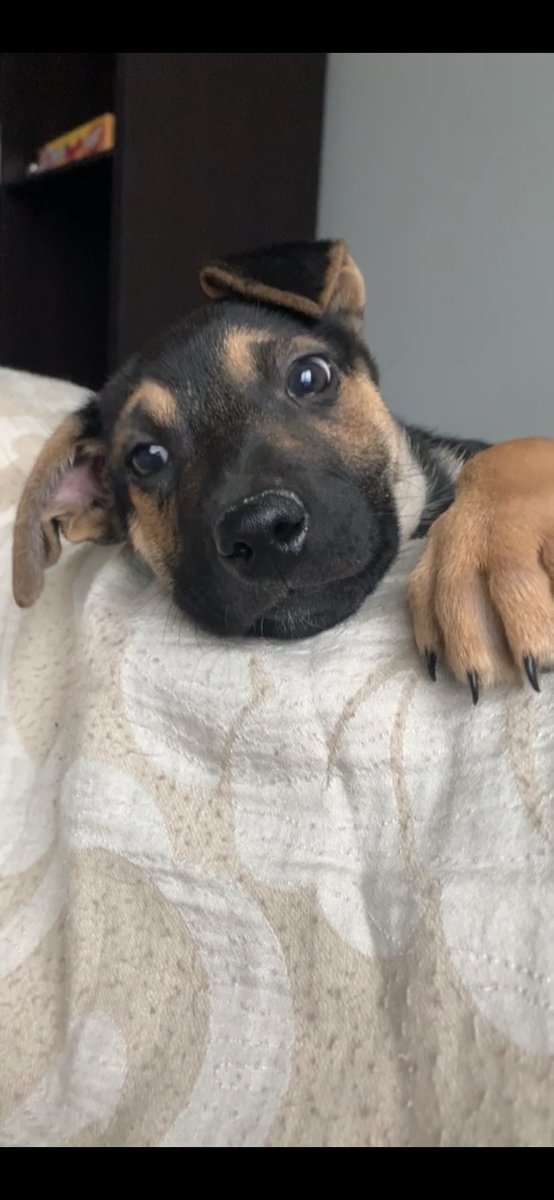solibabyy's tweet photo. Puppy post💓 https://t.co/1XWmxqLXyb