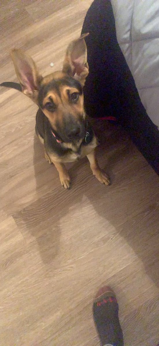 solibabyy's tweet photo. Puppy post💓 https://t.co/1XWmxqLXyb