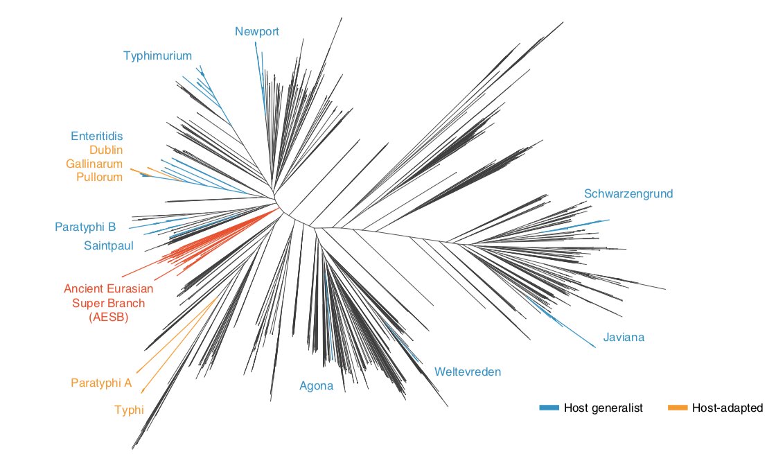 All ancient Salmonella enterica cluster in a previously undetected super-branch, within the much larger genetic diversity of modern S. enterica. Those findings put the spotlight on a type of Salmonella that today most people don’t consider to be a major health concern.