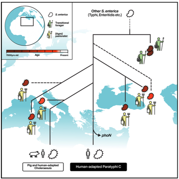 We report ancient Salmonella genomes from transitional foragers, pastoralists, and agropastoralists up to 6,500 year old, the oldest bacterial genomes so far and geographically widespread across western Eurasia.