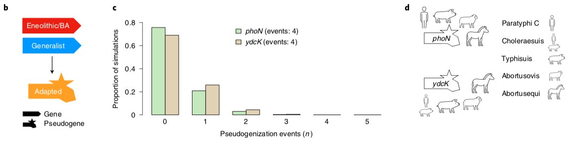 Host adapted S. enterica carry high levels of pseudogenes, which we test for signatures of convergent evolution. We find a gene (phoN) lost independently in 4 different host adapted S. enterica, which was previously described to cause strong antibody response in humans and mice.