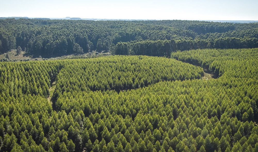 We have supply of Red Grandis TM for our face veneers on classic plywood. This is just another example of how we have re-defined plywood. #Plywood #Sustainability #Urufor #RedGrandis zcu.io/gZue