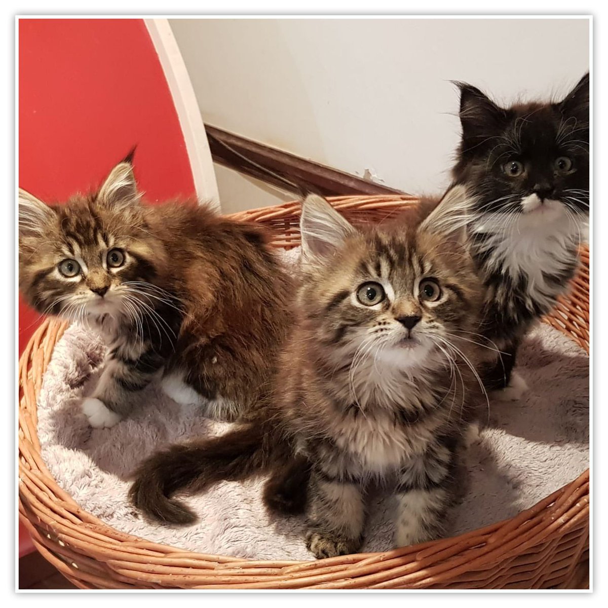 1,2,3 aww! 🐾❣️ Thanks for sharing this sweet bundle of joy - Jacky Edwards. We just had to share...  #felinefuries #felinetowers #catscratchers #CatsOnTwitter #MondayMotivation buff.ly/2HB9A6N