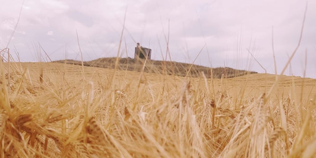 At #BallykeefeDistillery, we are a field-to-glass operation. We are the first Single Estate Family Farm Whiskey Distillery in over 200 years, where all barley is sown, grown, harvested and distilled on the farm.

#Sustainability #DrinkResponsibly